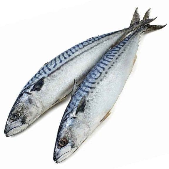Fish/Aquatic