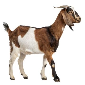 Sheep/Goats