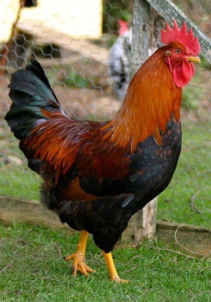 Poultry