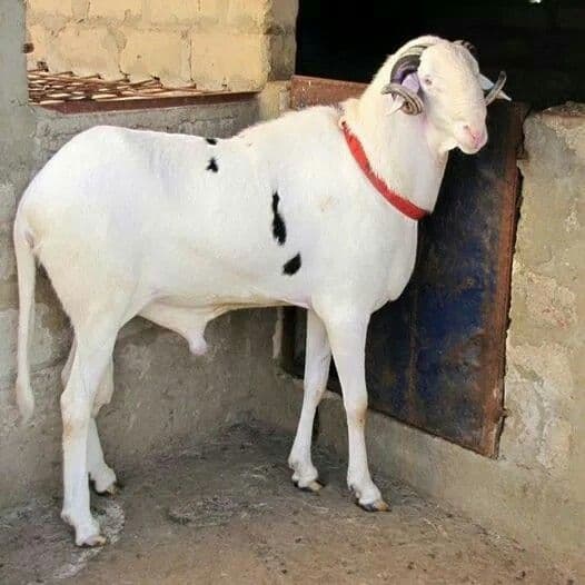 Ram