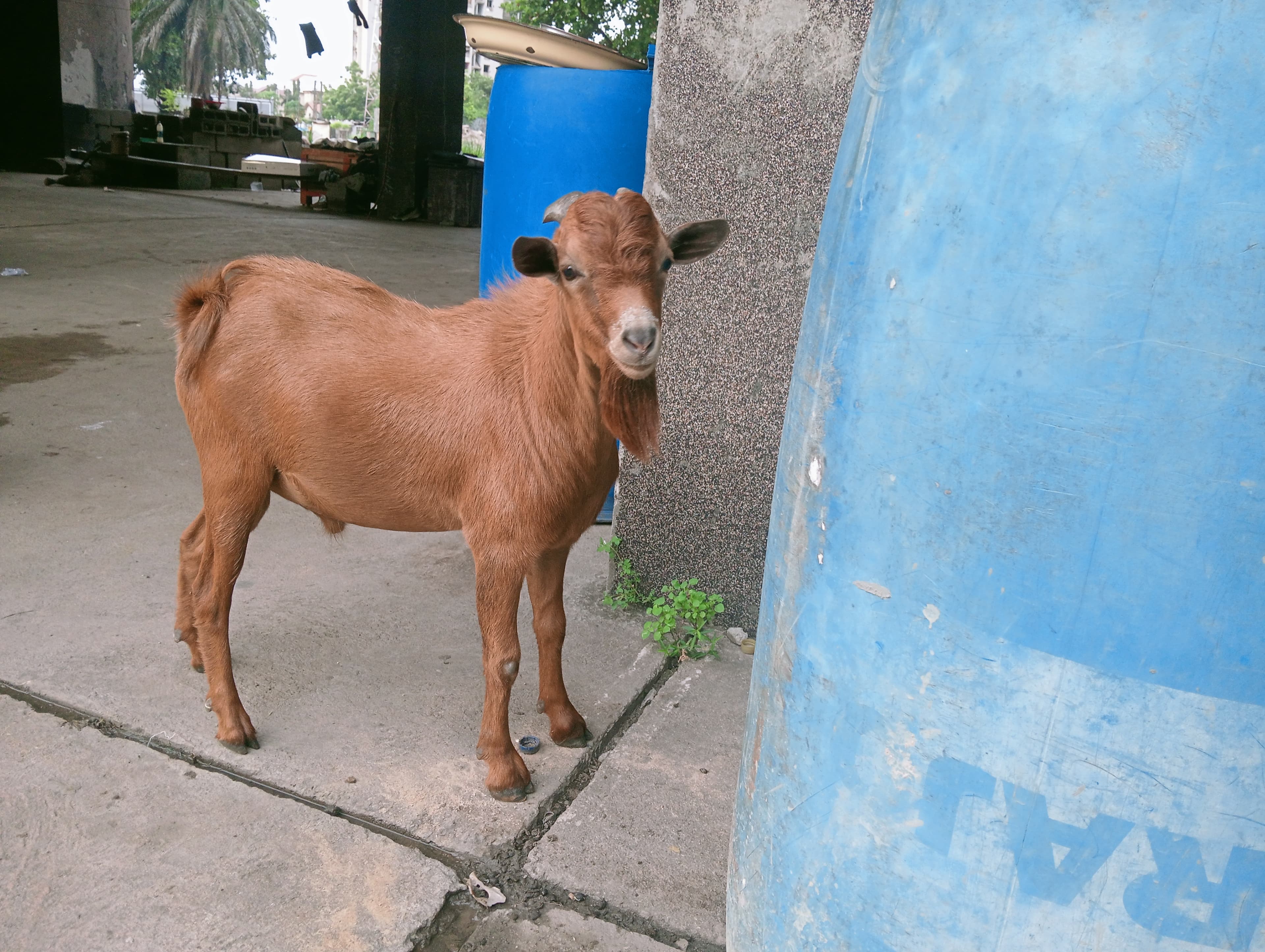 Goat